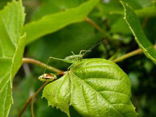Green Grasshopper Perched and Camouflaged on a Fresh Green Leaf