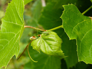 Tiny Green Grasshopper Resting on a Textured Leaf in Nature