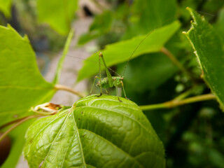Small Green Grasshopper Blending on a Bright Green Leaf