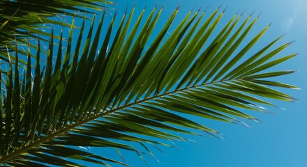 Fototapeta premium Vibrant Green Palm Leaf Against a Vivid Blue Sky