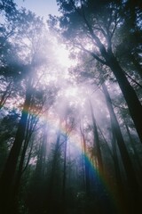 bosque