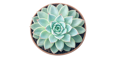 A detailed overhead shot of a vibrant green succulent plant in a terracotta pot isolated on transparent background