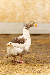 Close-up view of a white goose with vibrant blue eyes and a distinct orange beak in natural surroundings