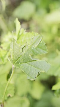 Close-up photo of several small green caterpillars eating the edge of a green leaf. The leaf shows visible damage from insect feeding.The yellow gooseberry sawfly, or redcurrant yellow sawfly. 