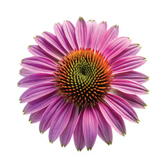 Purple Coneflower Head: A sharp PNG of a single purple coneflower head with vibrant tones