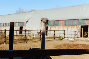 Ostrich stands curiously near a farm structure under clear blue skies during the afternoon sunshine