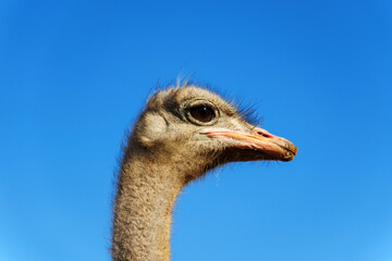 Close-up of an ostrich with curious expression near a barn under a clear blue sky