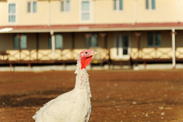 White turkeys wandering in a rural farmyard during midday, surrounded by straw and wooden structures
