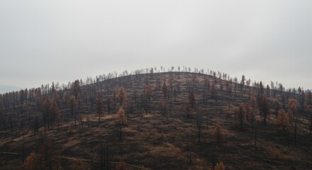 Burnt Hillside Landscape Under Foggy Sky