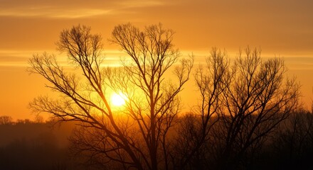 Obraz premium Silhouette of Leafless Trees at Sunset