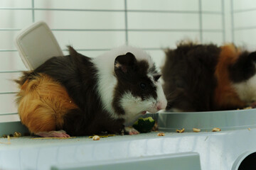 A playful guinea pig eagerly reaches for a slice of fresh cucumber during a delightful afternoon