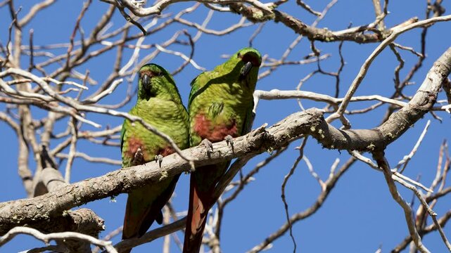 Two romantic Choroy parakeets perch closely together