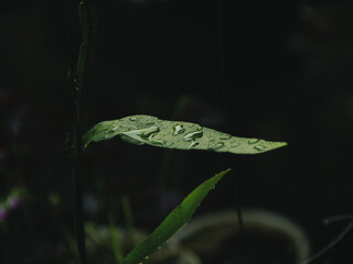 green frog on a leaf