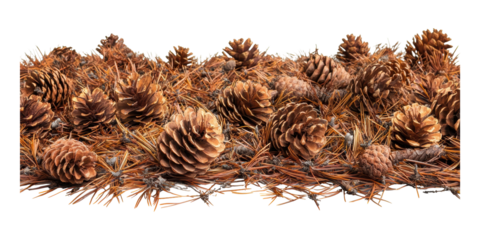 Pine Cones And Needles. Natural Autumn Forest Floor Texture Isolated On Transparent Background