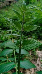 green leaves of a plant