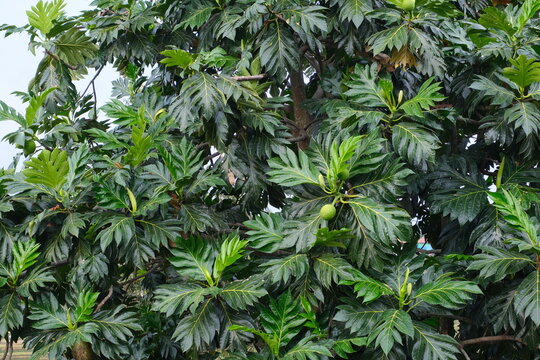 Lush breadfruit tree filled with glossy green leaves and unripe round fruits, commonly grown in tropical regions for food and shade.