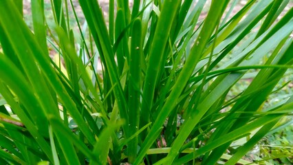 green grass background