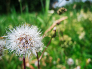 Pappus of Taraxacum officinale