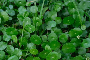 Close-up of vibrant green gotu kola (Centella asiatica) leaves spreading among blades of grass,...
