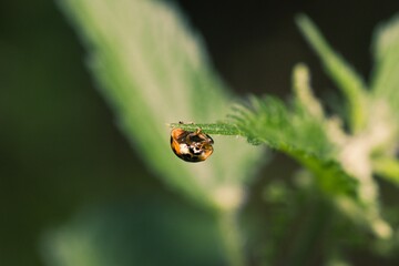 A ladybird upside down on a leaf.