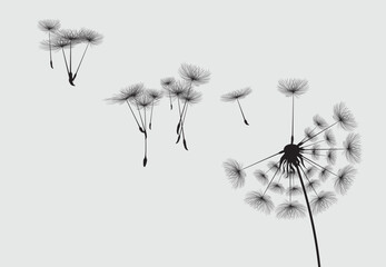Vector illustration dandelion seed blowing in the wind.