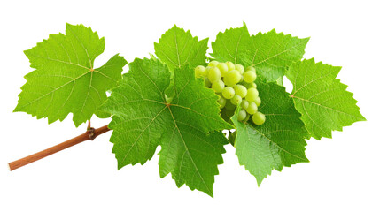 A cluster of green grapes attached to a vine branch with vibrant green grapevine leaves surrounding the fruit.