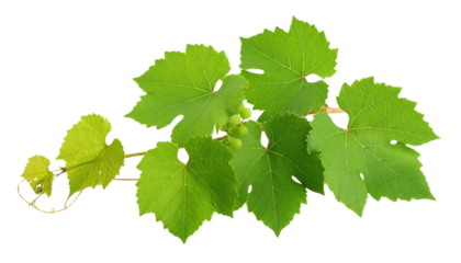 A vibrant green grapevine branch with multiple broad, serrated leaves and small clusters of grape buds.