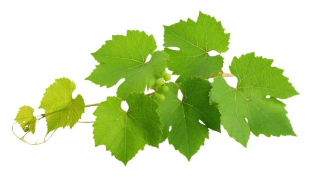 A vibrant green grapevine branch with multiple broad, serrated leaves and small clusters of grape buds.