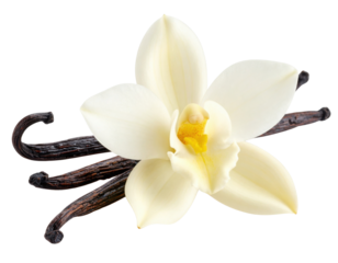 A creamy white vanilla orchid flower with smooth petals and a yellow center, accompanied by several dark brown dried vanilla pods.
