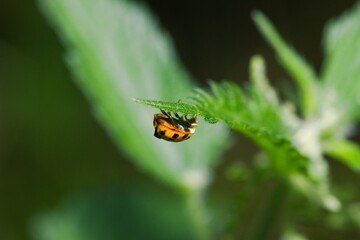 A ladybird walking upside down on a leaf.