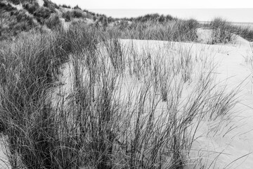 Marram grass growing on sand dunes in black and white