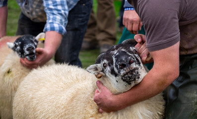 Two sheep are being handled by people at a country show, with one black and white faced sheep being held prominently in the foreground