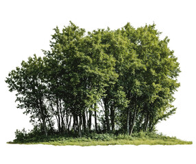 A compact cluster of green trees forming a small grove isolated on transparent background, perfect...