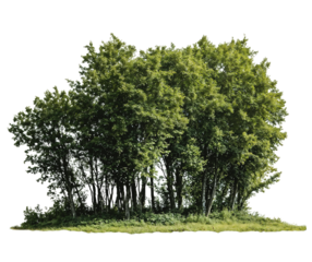 A compact cluster of green trees forming a small grove isolated on transparent background, perfect for architectural visualization, landscape design, and environmental concepts