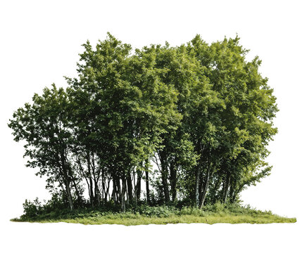 A compact cluster of green trees forming a small grove isolated on transparent background, perfect for architectural visualization, landscape design, and environmental concepts