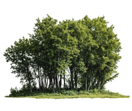 A compact cluster of green trees forming a small grove isolated on transparent background, perfect for architectural visualization, landscape design, and environmental concepts