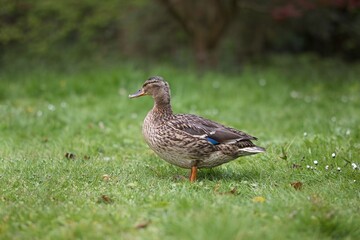 Female Mallard - photographed from the side in a meadow