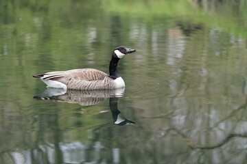Canada goose on a lake with beautiful reflection