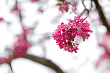 Ornamental Apple Liset - Malus Liset - Bright pink flowers