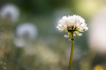 Dandelion with beautiful dreamy nature bokeh