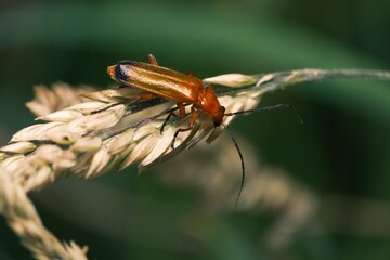 Red soldier beetle climbing on a dry grass strand.