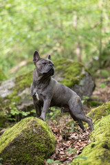 French bulldog posing on rocks in the forest