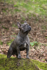 French Bulldog - Dog Portrait in the Forest