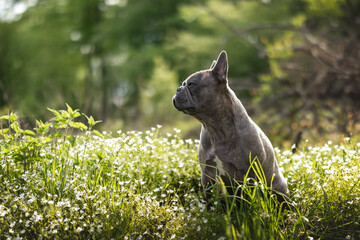 side portrait of a French Bulldog