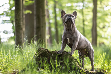 French bulldog standing on a tree stump in the forest