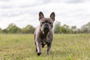 French bulldog running towards the camera