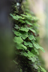Clovers - Lucky leaves - Clover on a wall