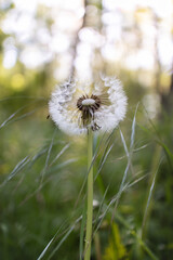 Dandelion with bright nature bokeh