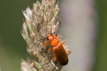 Red soldier beetle climbing on a grass strand.
