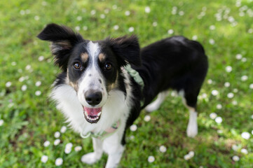 close up portrait of a happy border collie dog puppy on the green lawn